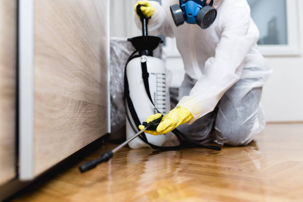 Best Flea Control Services  in Dilkon, AZ