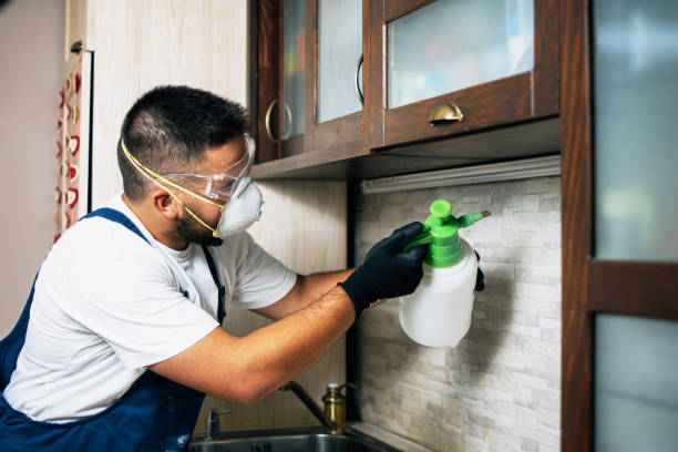 Best Local Pest Control Services  in Dilkon, AZ