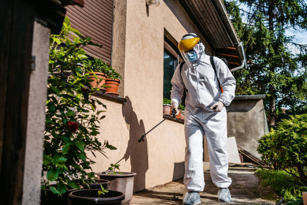 Best Wasp Removal Services  in Dilkon, AZ