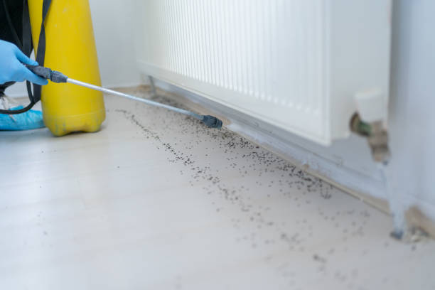 Best Affordable Pest Control Services  in Dilkon, AZ
